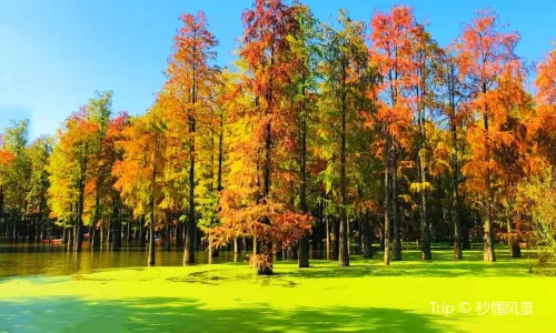 Qingshanhu Water Forest Country Park