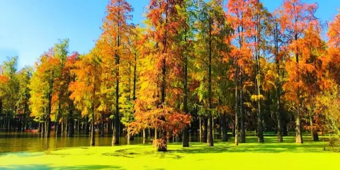 青山湖水上森林