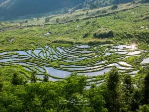 共同梯田