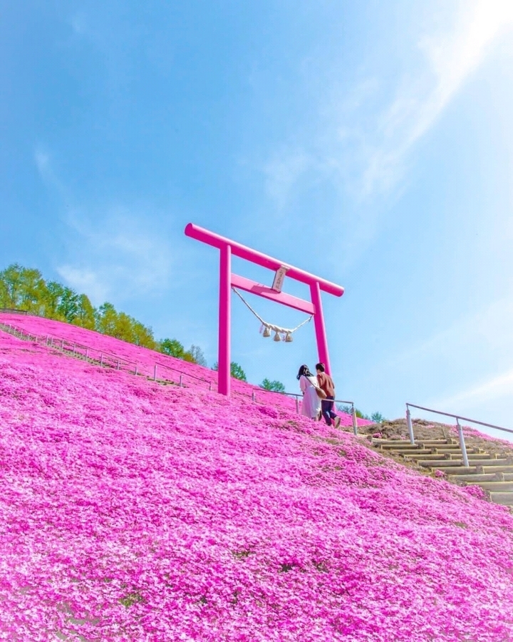 網走郡 ひがしもこと芝桜公園 評判 案内 トリップドットコム 網走郡 ひがしもこと芝桜公園 評判 案内 トリップドットコム