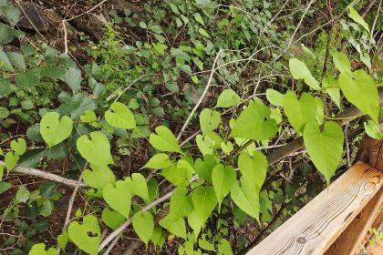 萨日娜阿妈蒙餐店