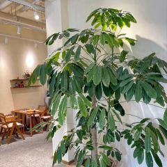 只有一间(新天地店) User Photo