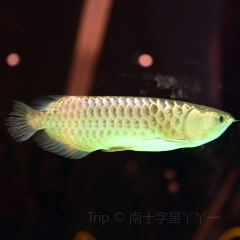 福州泰禾凱賓斯基酒店·泰福酒樓（東二環泰禾店）張用戶圖片