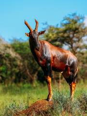 Parco nazionale di Akagera