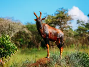 Akagera National Park Rwanda