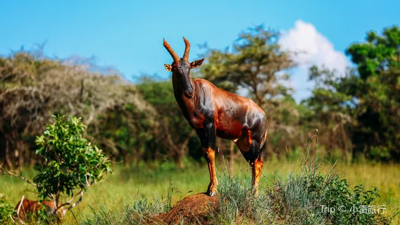 Parco nazionale di Akagera