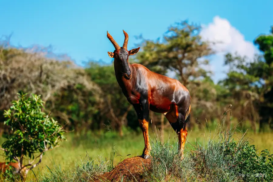 Akagera National Park