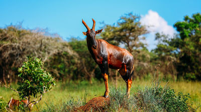 Akagera National Park Rwanda