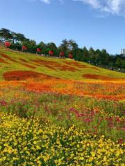 Manianzhuang Flower Sea