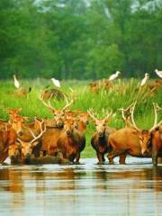 Swan Island Moose Natural Reserve