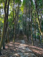 Taiyangshan Forest Park