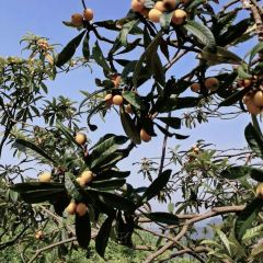 KFC (tonglufuchunjiang) User Photo