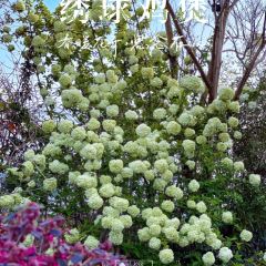 花海农家火锅 User Photo