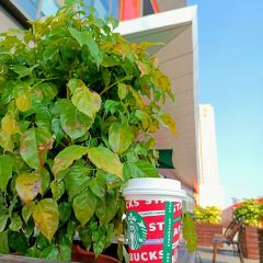 星巴克(泉州南安中骏世界城分店) User Photo