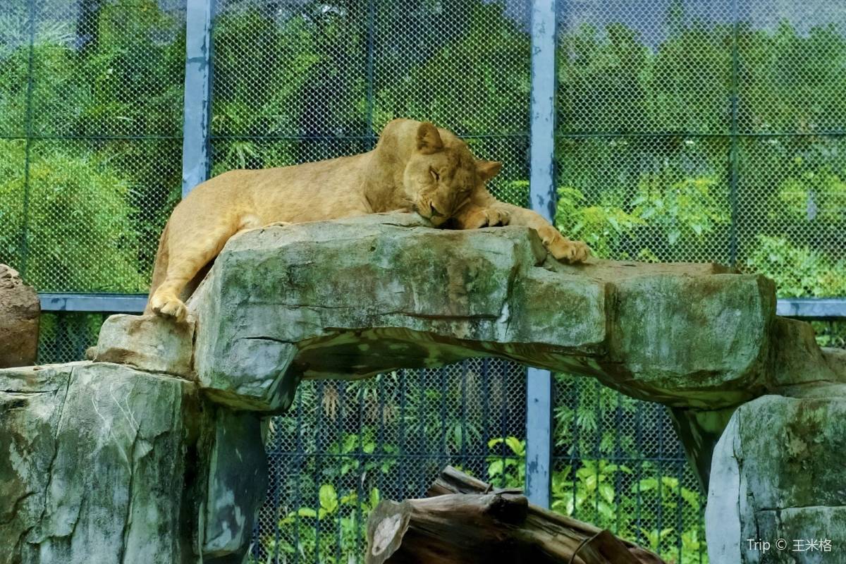 廣州動物園