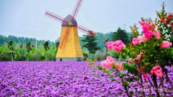 Liuzi Lavender Garden