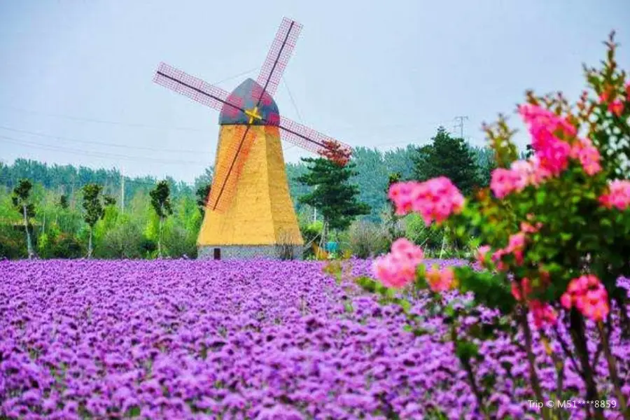 Liuzi Lavender Garden