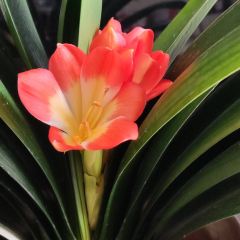 北京果木烤鸭(郯城店) User Photo