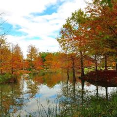 Pine Tree Lake User Photo