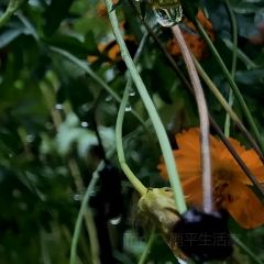 蓬州唐氏米凉粉 User Photo