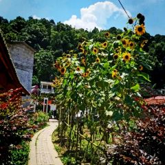 菌小妹庭院私廚張用戶圖片