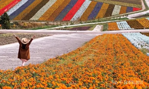 Panoramic Flower Gardens Shikisai-no-oka