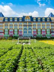 Million Sunflower Garden