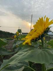 芒稻田園綜合體