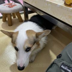 石遇火山岩石烤肉朝鲜菜 ảnh của người dùng