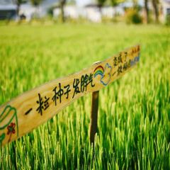袁夫稻田火车餐厅 User Photo