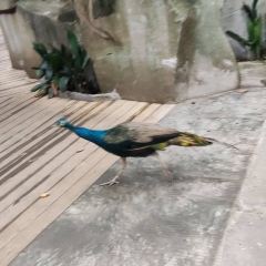 北京果木烤鸭(郯城店) User Photo