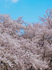 Ten Mile Cherry blossoms of Flower Market