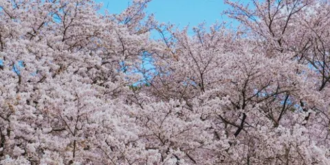 花開集市十裡櫻花