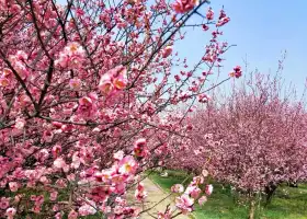 灃東梅園