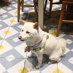 柴犬食堂(元帅路店) User Photo