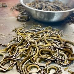 临江后街鳝丝(临江店) User Photo