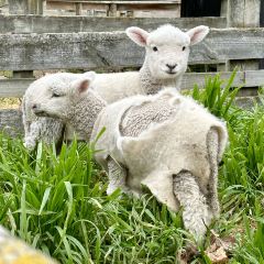 Tussock Hill Vineyard and Cellar Door Restaurant 여행 사진