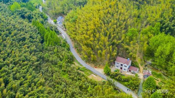 Jishan Bamboo Sea Scenic Area