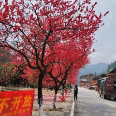 湖乡苗家乐 User Photo