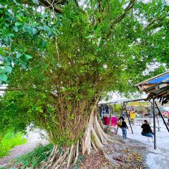 TU ZAO REN GU ảnh của người dùng