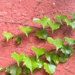 YOMIPOP有米泡泡咖啡空间(红坊店) User Photo