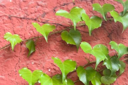 YOMIPOP有米泡泡咖啡空间(红坊店)