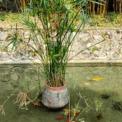 映秀豆花庄 User Photo