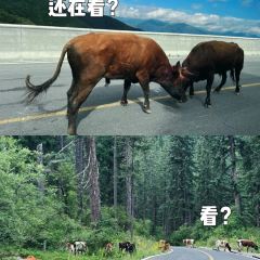 天空的寨子原生态石板烤肉 User Photo