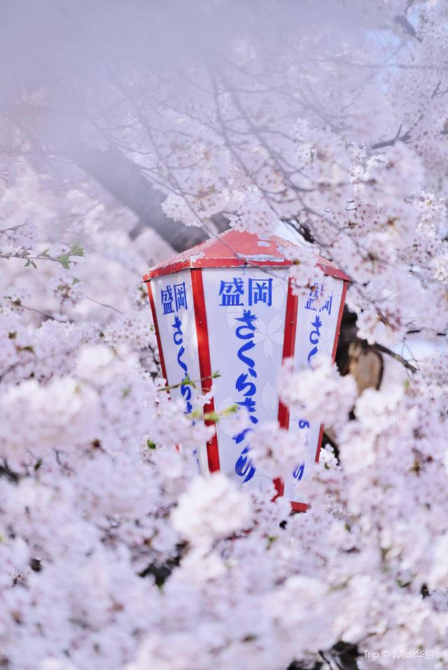 Ishiwarizakura