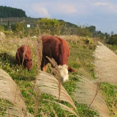 马干山蒙古风情园 User Photo