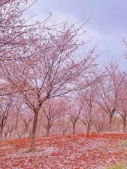 青春村櫻花園