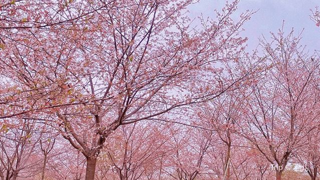Youth Village Cherry Blossom Garden
