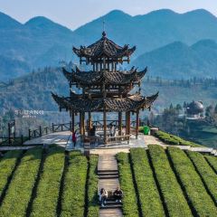 伍家台貢茶張用戶圖片