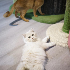 猫咪森林 User Photo